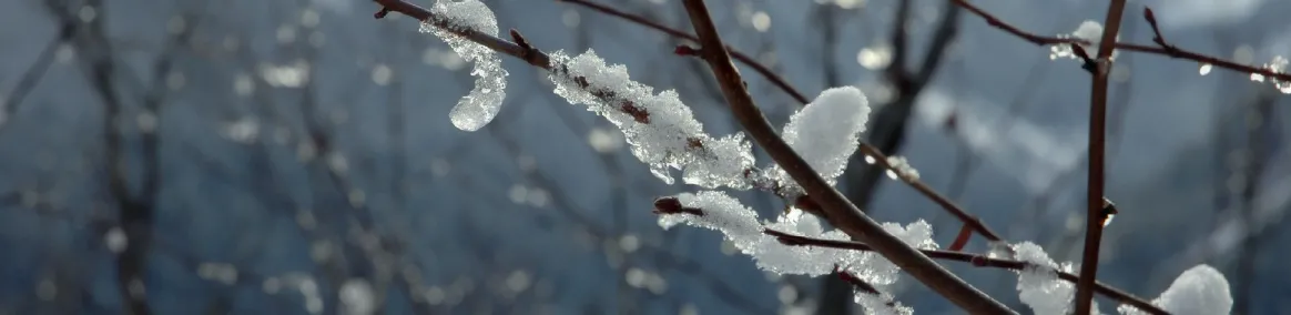 a winter scene of ice on a branch